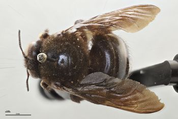 Media type: image;   Entomology 534803 Aspect: habitus dorsal view